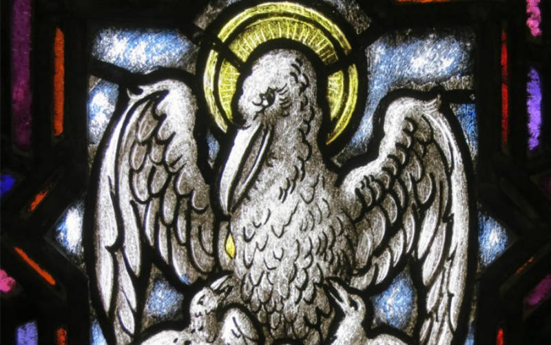 Sabia que a Igreja compara Jesus a um pelicano? Entenda!