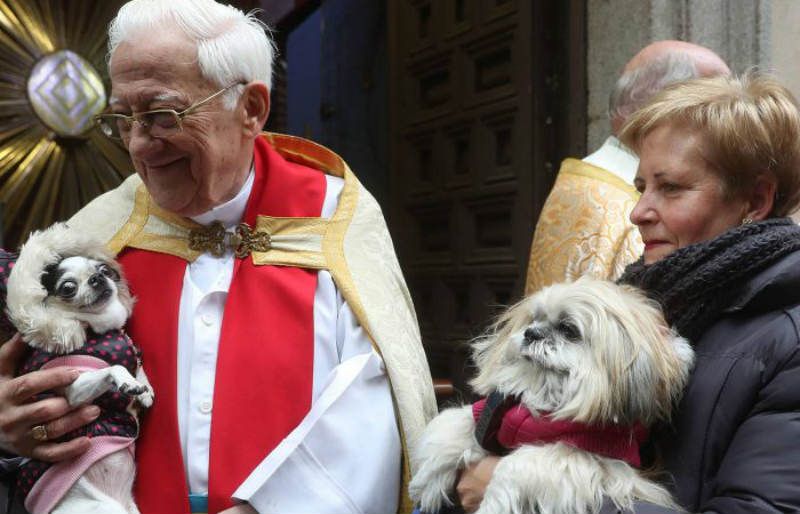 Até que ponto um católico pode amar seu animal de estimação?
