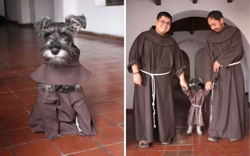 Conheça "Frei Carmelito", o cachorrinho de hábito franciscano