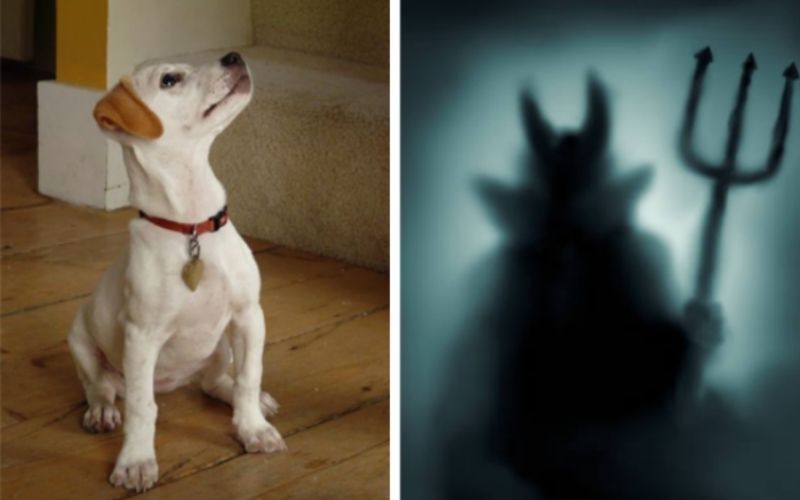 Os cachorros conseguem ver demônios? A curiosa resposta de um exorcista