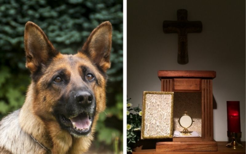Cães policiais detectaram vida em um sacrário? Uma história impactante de Cristo na Eucaristia
